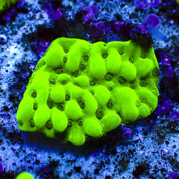 Montipora MC Appleberry