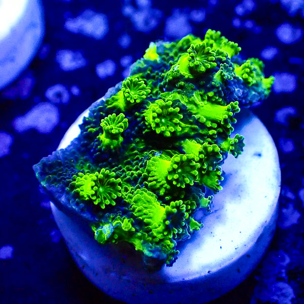 Turbinaria MC Sapphire Eclipse Frag 02