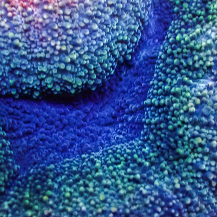 Lobophyllia MC Galaxy Pebble Frag 2