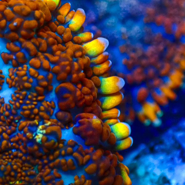 Rhodactis MC Galactic Flameburst