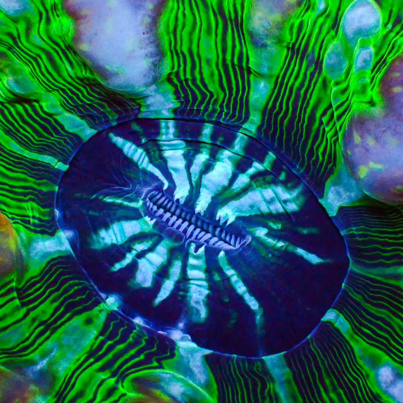 Cynarina MC Green Fire