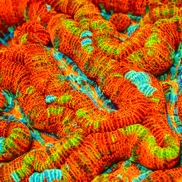 Acanthastrea Wilsoni MC Lava Field CTO
