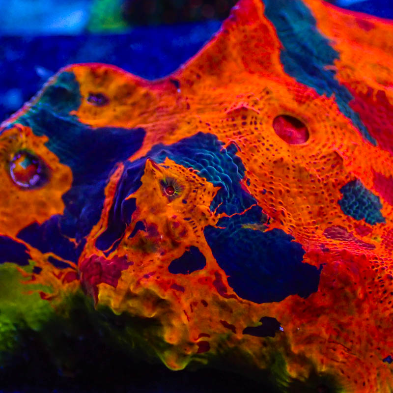 Chalice Ultra Kaleidoskop – Leuchtendes Multicolor-Exemplar (EU-exklusiv)