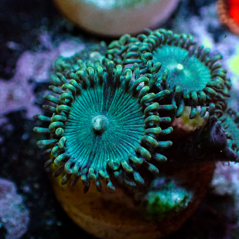 Zoanthus MC Turquoise Jam