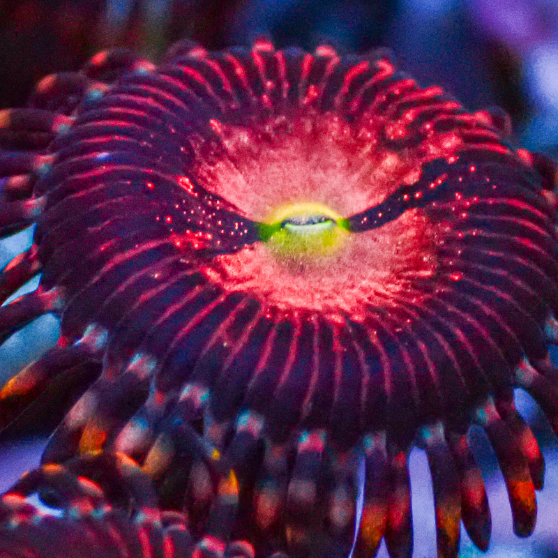 Zoanthus MC Playboy Bunny