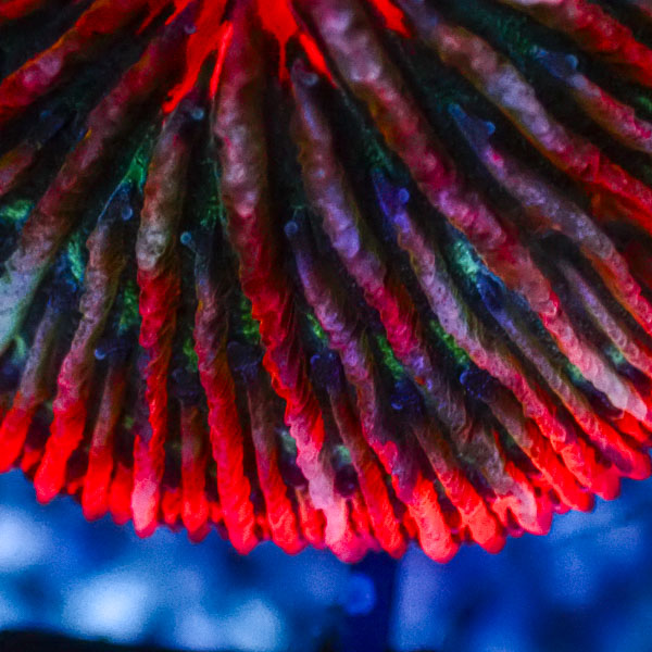 Fungia MC Ruby Reactor