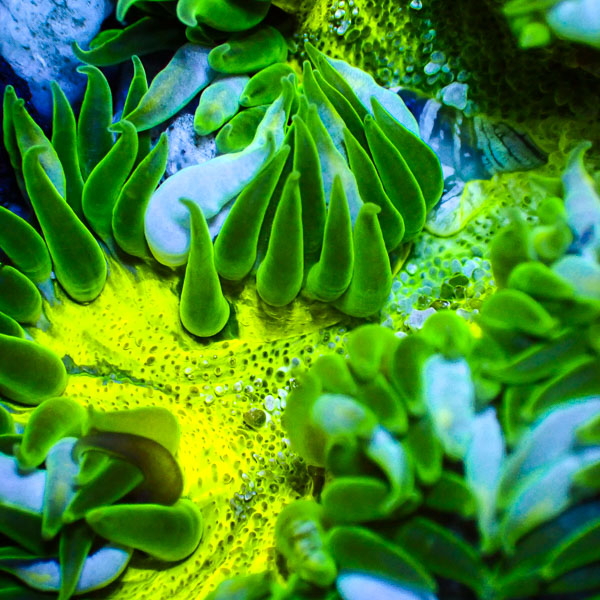 Phymanthus Crucifer MC Neon Iceburst