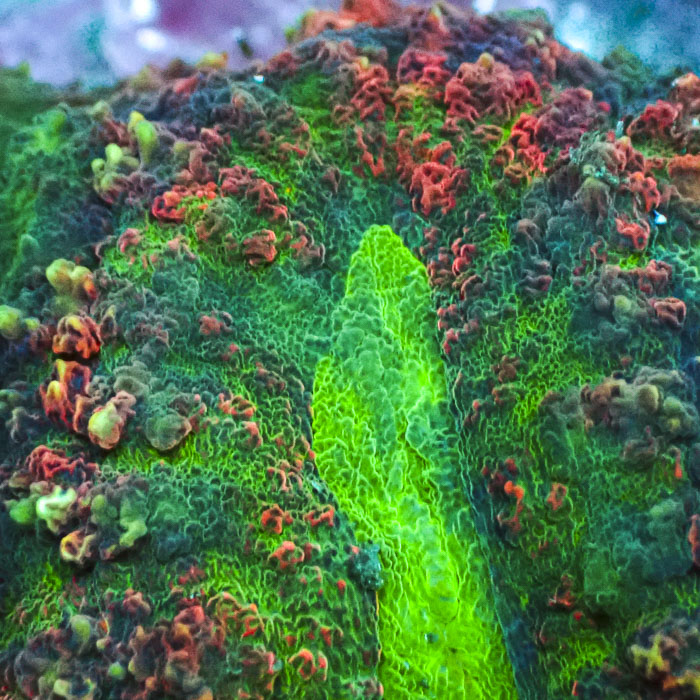 Lobophyllia MC Mosaic Blaze