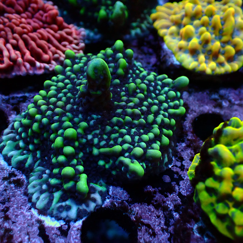 Montipora Frag 04