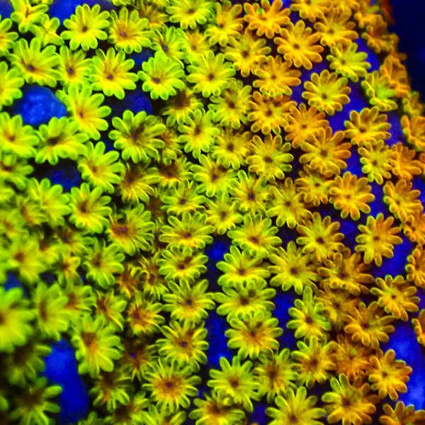 Montipora JF Fruity Pebbles