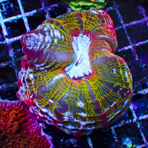Cynarina MC Pandora Bloom
