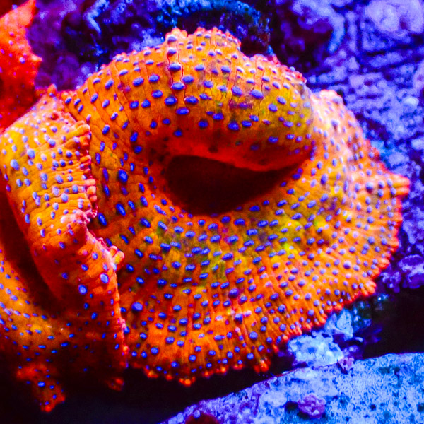 Discosoma MC Deep Cosmic Orange NZ