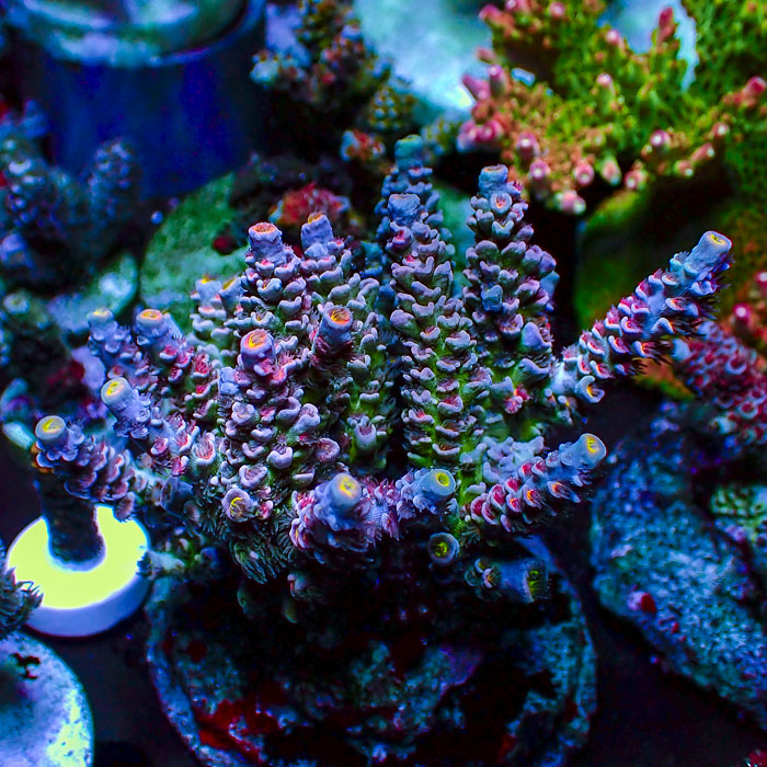 Acropora Rainbow