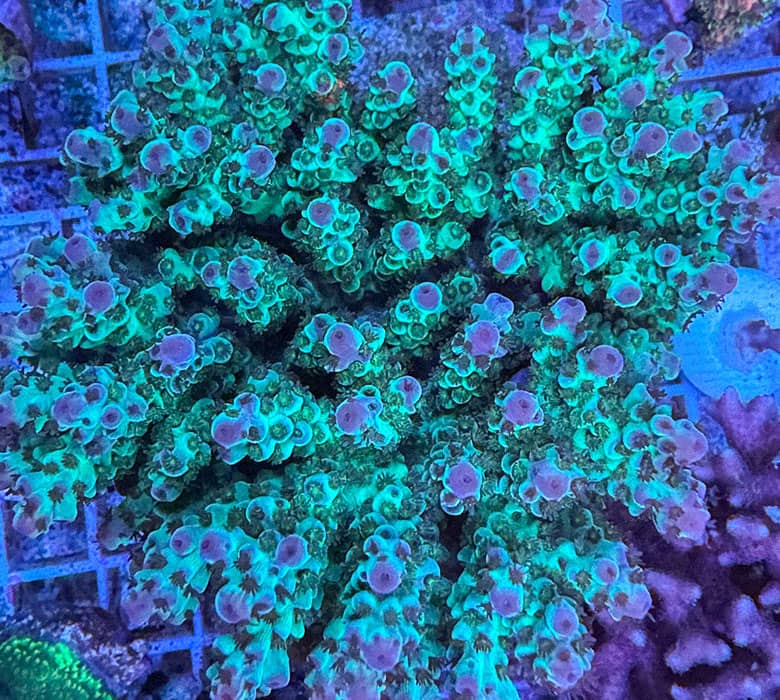 Acropora SPS Koralle mit verzweigter Struktur in kräftigem Türkisgrün