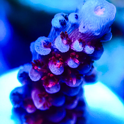 Acropora MC Mixed Berry Frost