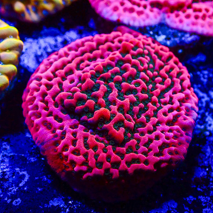 Montipora Cherry Tree Frag 01