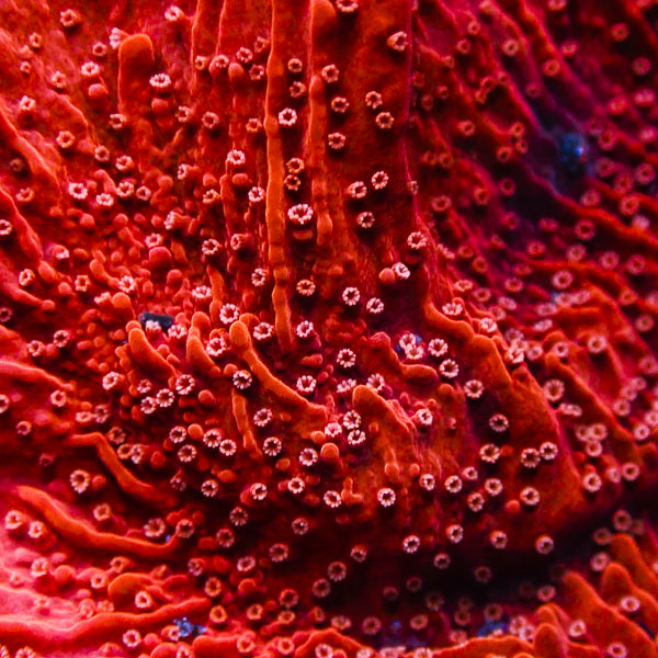 Montipora MC Red Cap White Tips