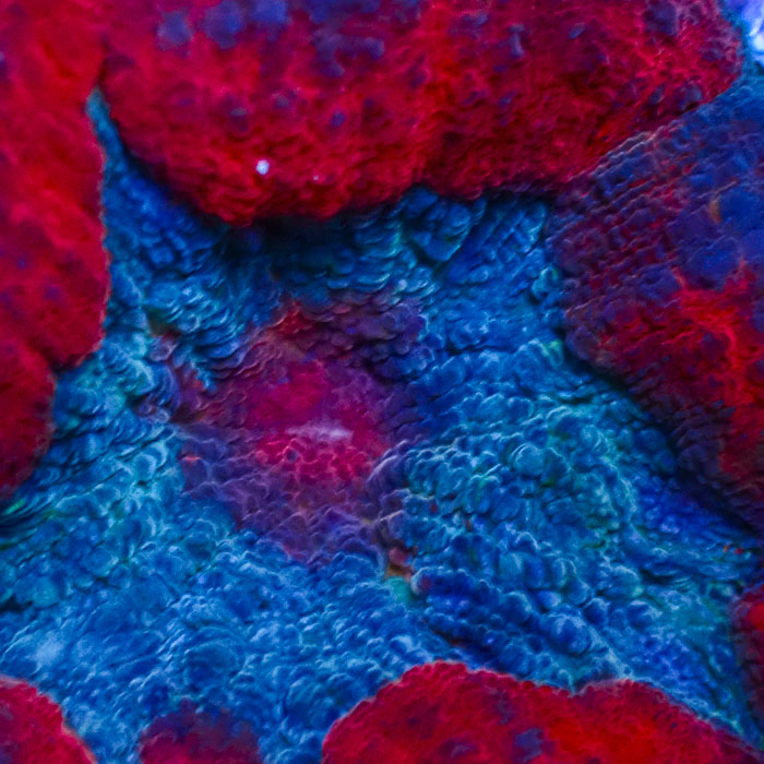 Lobophyllia MC Spiderman