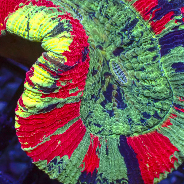Trachyphyllia MC Secret Garden