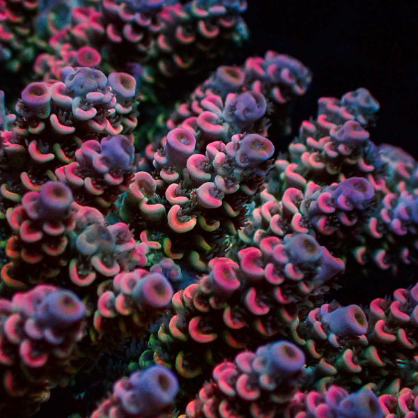 Acropora Homewrecker Multicolor