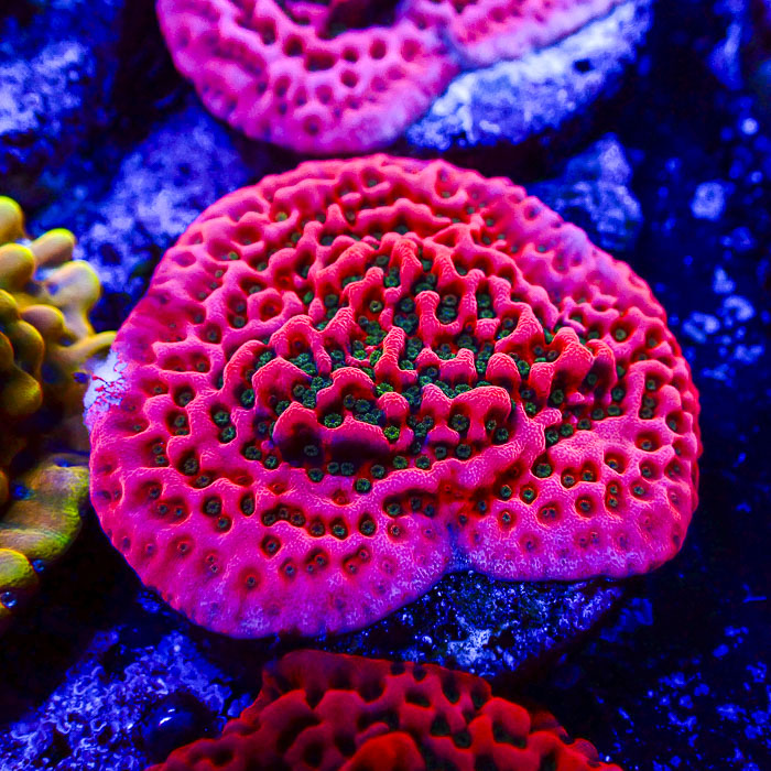 Montipora Cherry Tree Frag 02