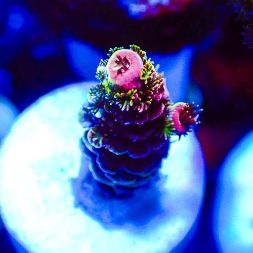 Acropora MC Tricolor Blossom