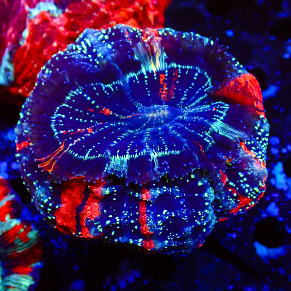 Acanthophyllia Starlight Tiger