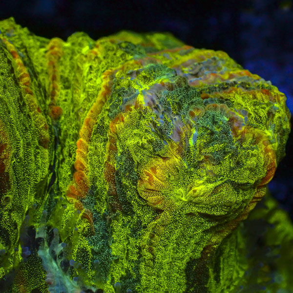 Trachyphyllia MC Imperial Lime