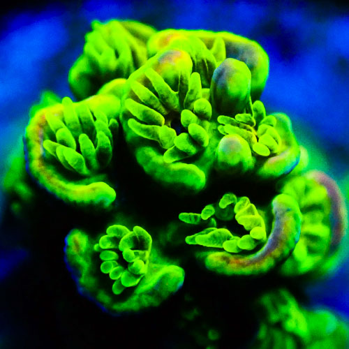 Acropora MC Green Apple Sorbet