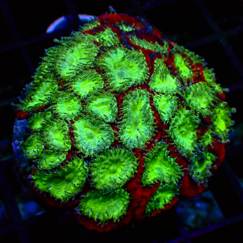 Goniastrea Rot – Giftgrüne Polypen – Neon LPS-Koralle