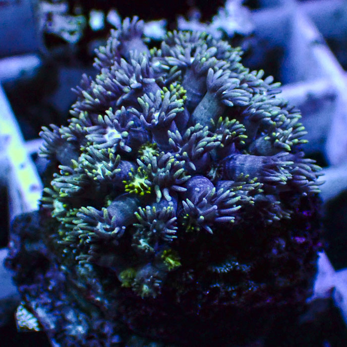 Goniopora Electric Aurora