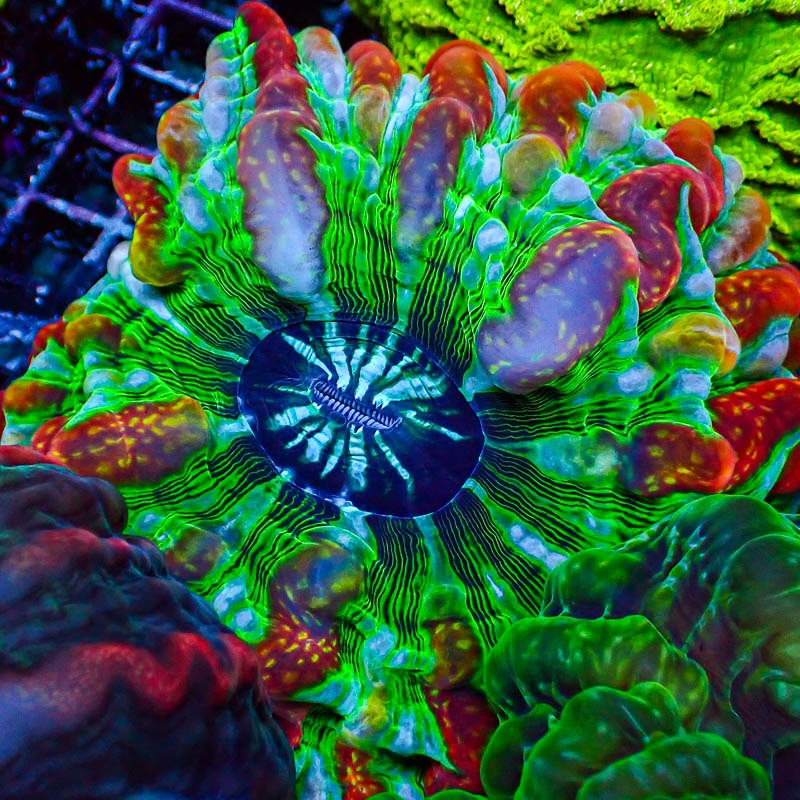 Cynarina MC Green Fire