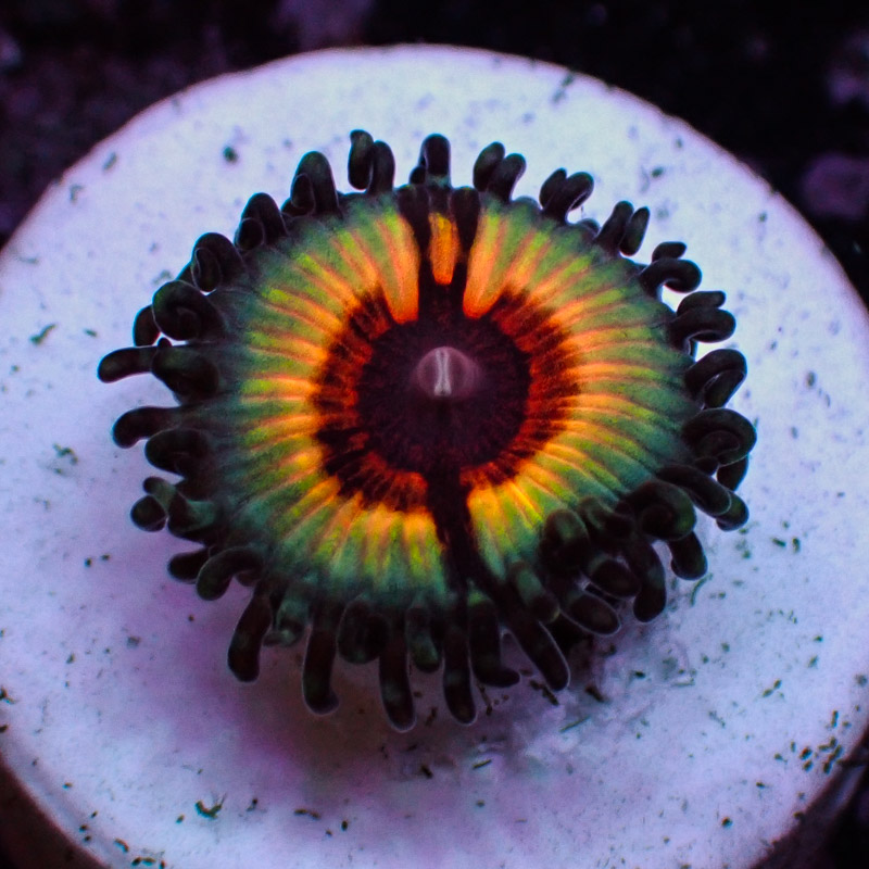 Zoanthus MC Sonic Flare