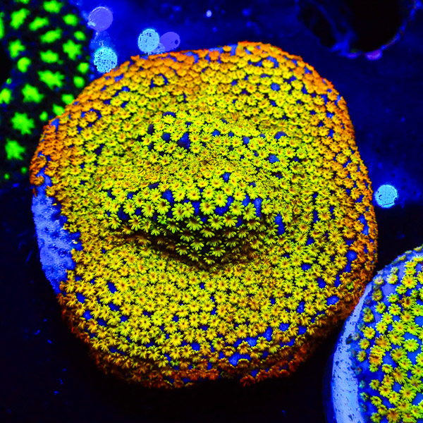 Montipora JF Fruity Pebbles