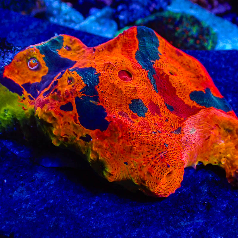 Chalice Ultra Kaleidoskop – Leuchtendes Multicolor-Exemplar (EU-exklusiv)