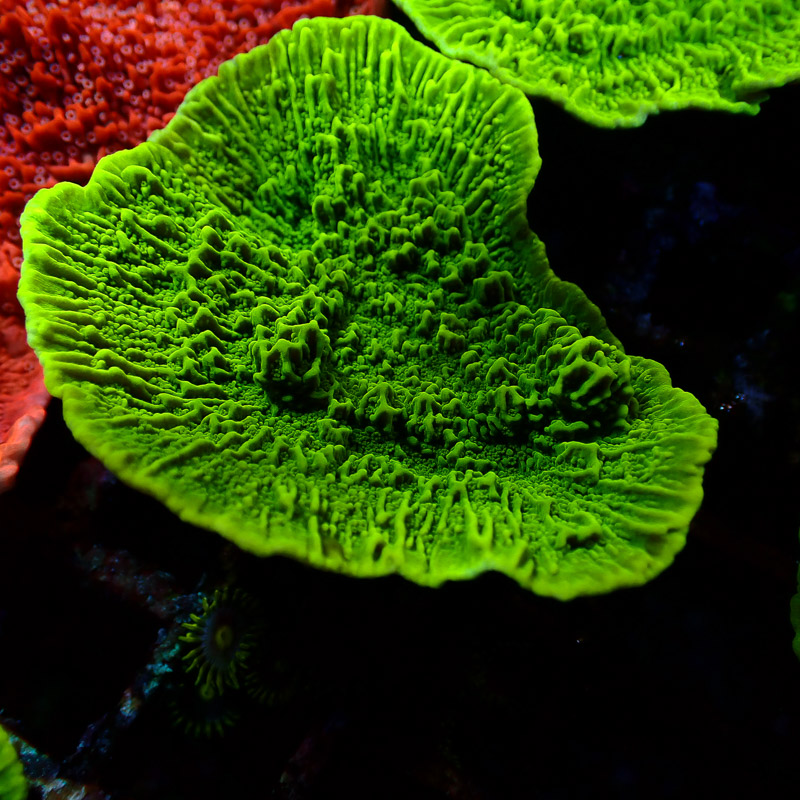 Montipora Grün Frag 14