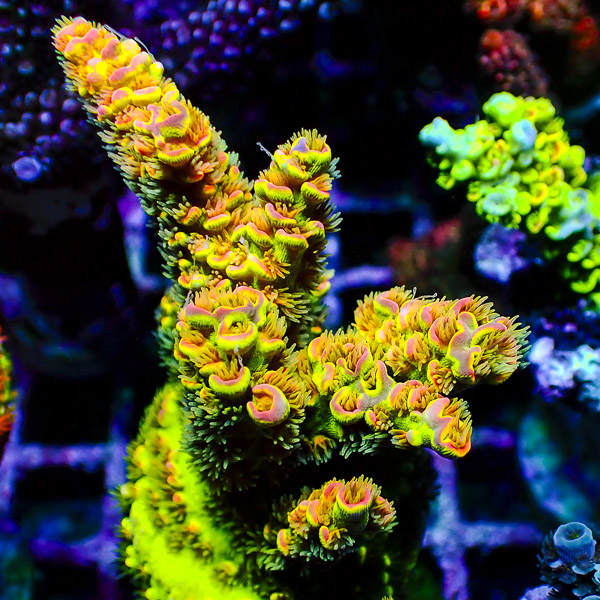Acropora Ultra Crafted CTO