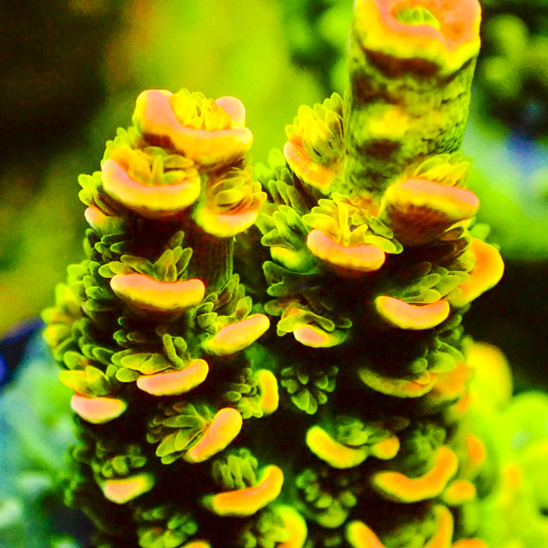 Acropora Mille Grün/Organge