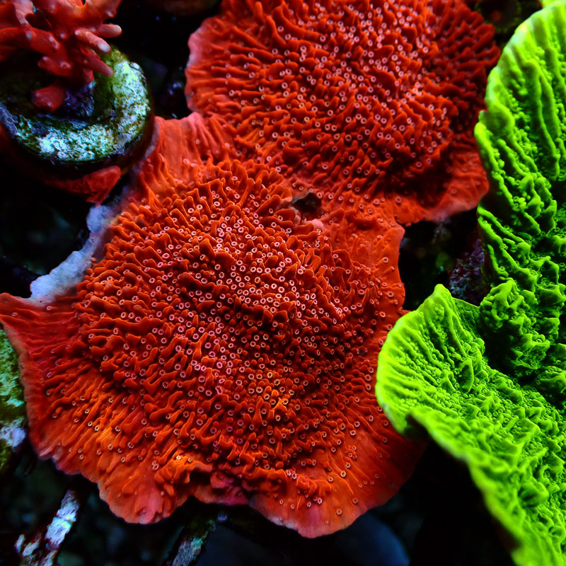 Montipora Rot Frag 07