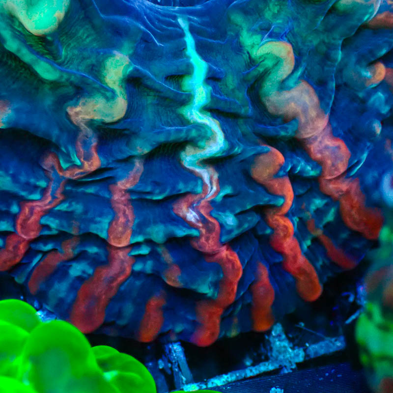 Cynarina MC Blackberry