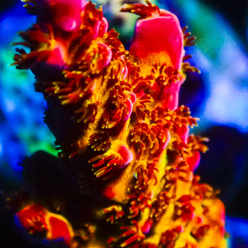 Acropora MC Cherry Volcano