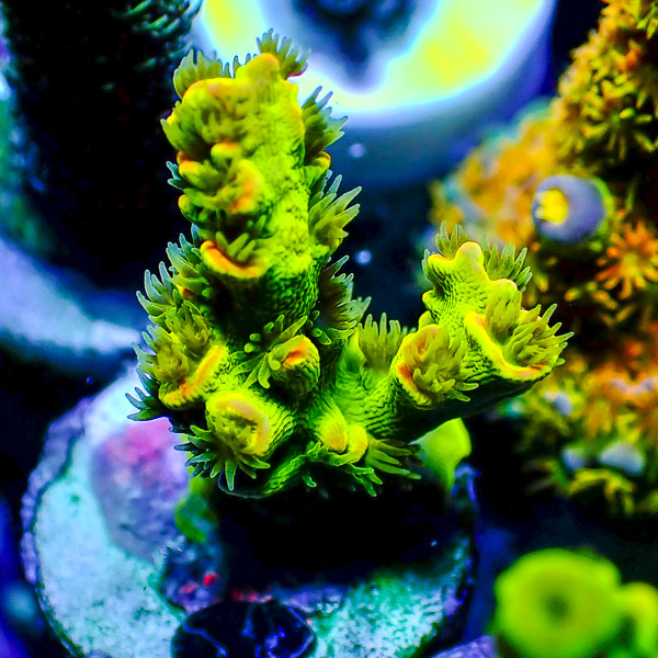 Acropora Tenuis Grün/Orange