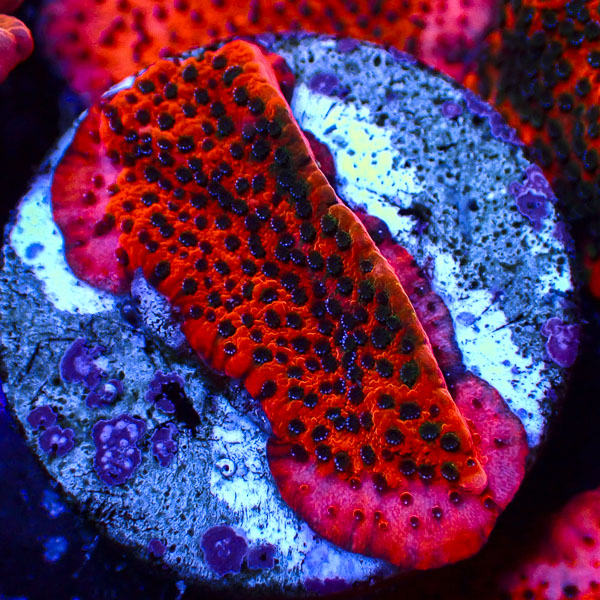 Montipora MC Mystic Sunset