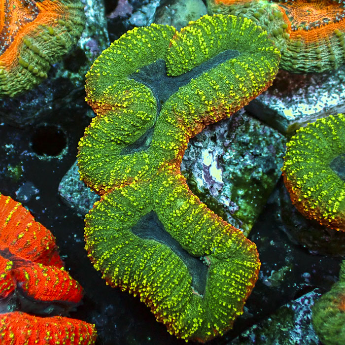 Lobophyllia MC Bicolor Toxic Halo Frag 02