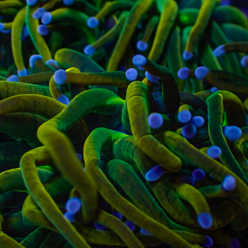 Euphyllia Highlighter Torch