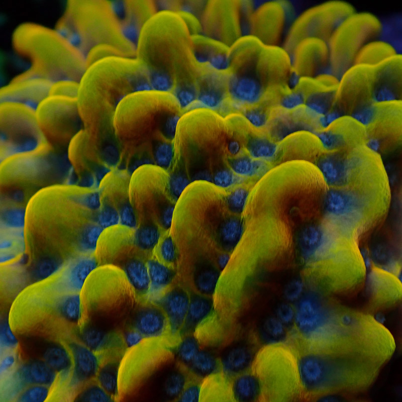 Montipora Crazy T. Frag 13