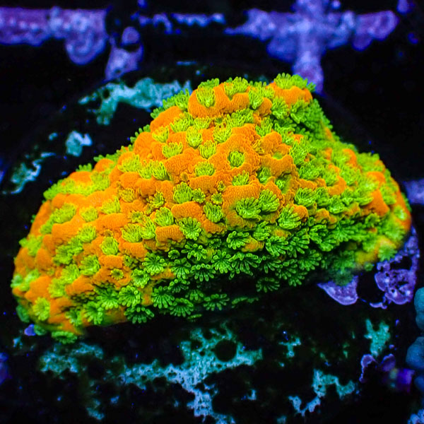 Montipora MC Gold Rush