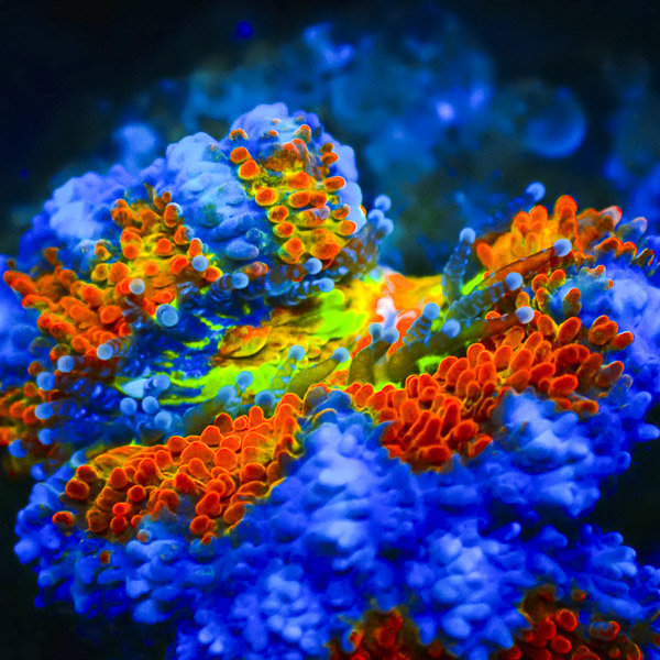 Cotton Candy Acan