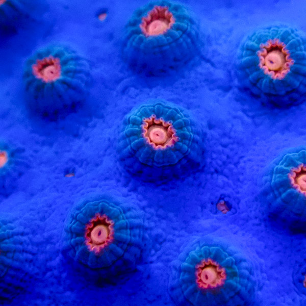 Cyphastrea MC Meteor Shower Blue NZ