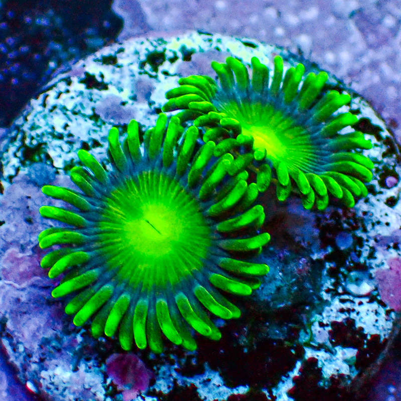 Zoanthus MC Radio Active